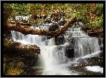 Stany Zjednoczone, Stan Pensylwania, Ricketts Glen State Park, Wodospad, Las, Drzewa