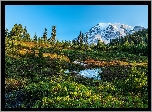 Stany Zjednoczone, Stan Waszyngton, Park Narodowy Mount Rainier, Stratowulkan Mount Rainier, Góry, Drzewa, Polana, Łąka, Śnieg