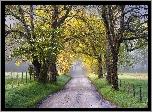 Stany Zjednoczone, Stan Tennessee, Park Narodowy Great Smoky Mountains, Dolina Cades Cove, Wiosna, Droga, Drzewa