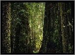 Stany Zjednoczone, Kalifornia, Park stanowy Jedediah Smith Redwoods, Drzewa, Sekwoje