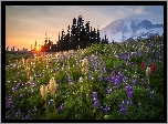 Stany, Zjednoczone, Park Narodowy Mount Rainier, Stratowulkan Mount Rainier, Łąka, Kwiaty, Wschód słońca, Drzewa, Góry