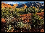 Stany Zjednoczone, Arizona, Sedona, Góry, Skały, Drzewa, Kaktusy, Rośliny