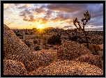 Stany Zjednoczone, Stan Kalifornia, Park Narodowy Joshua Tree, Skały, Drzewo, Wschód słońca, Chmury