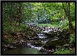 Stany Zjednoczone, Stan Wirginia Zachodnia, Rzeka, Obszar Monongahela National Forest, Las, Drzewa, Omszałe, Kamienie, Roślinność