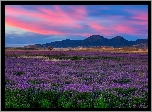 Stany Zjednoczone, Arizona, Prescott Valley, Kwiaty, Łąka, Wzgórza Łąka