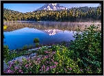 Stany Zjednoczone, Stan Waszyngton, Park Narodowy Mount Rainier, Stratowulkan, Góra, Drzewa, Kwiaty, Jezioro, Reflection Lake, Odbicie