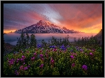 Stany Zjednoczone, Stan Waszyngton, Park Narodowy Mount Rainier, Stratowulkan Mount Rainier, Góry, Mgła, Kwiaty, Drzewa, Wschód słońca