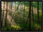 Stany Zjednoczone, Stan Pensylwania, Region Laurel Highlands, Park miejski Ohiopyle State Park, Las, Przebijające Światło