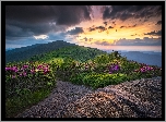 Stany Zjednoczone, Stan Tennessee, Góry Appalachy, Szlak Appalachów, Szczyt Roan Mountain, Kwiaty, Różaneczniki, Skały, Chmury, Zachód Słońca