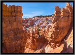 Stany Zjednoczone, Utah, Park Narodowy Bryce Canyon, Skały, Roślinność, Drzewo