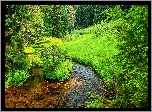 Stany Zjednoczone, Stan Oregon, Park Narodowy Jeziora Kraterowego, Szlak Annie Creek Canyon, Strumień, Rzeczka, Drzewa