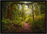 Stany Zjednoczone, Kalifornia, Park Narodowy Redwood, Omszałe, Drzewa, Ścieżka, Paprocie
