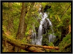 Stany Zjednoczone, Stan Waszyngton, Wyspa Orcas, Park stanowy Moran State Park, Las, Drzewa, Wodospad kaskadowy, Powalone, Kłody