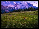 Stany Zjednoczone, Stan Waszyngton, Park Narodowy Mount Rainier, Góry, Łąka, Kwiaty, Polne, Chmury