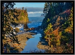 Stany Zjednoczone, Stan Waszyngton, Park Narodowy Olympic, Drzewa, Morze, Jesień, Plaża Ruby Beach