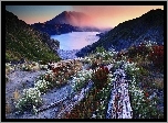 Stany Zjednoczone, Stan Waszyngton, Jezioro Spirit, Góry Stratowulkan Mount St. Helens, Kwiaty, Kłody
