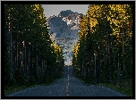 Stany Zjednoczone, Stan Wyoming, Park Narodowy Yellowstone, Grand Teton, Góry, Szczyt Grand Teton, Droga South Entrance Road, Las, Ptak