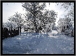 Stare, Ogrodzenia, Droga, Drzewa, Śnieg