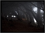 Park, Stare, Drzewa