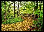 Stary, Park, Rzeczka, Mostek, Jesień