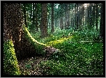Stary, Las, Promienie, Słońca