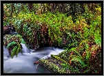 Rzeka, Prairie Creek, Paprocie, Las, Redwoods State Park, Kalifornia, Stany Zjednoczone