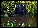 Staw