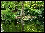 Drzewo, Staw, Odbicie