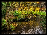 Park, Staw, Drzewo, Pochylone, Gałęzie, Kaczki, Wiosna, HDR