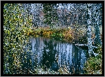 Jesień, Staw, Las, Drzewa, Brzozy, Oszroniona, Trawa