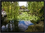 Park, Staw, Drzewa