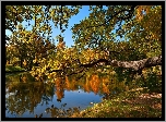 Park, Staw, Drzewa