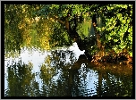 Park, Staw, Drzewo