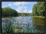 Trawa, Staw, Las