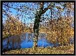 Jesień, Staw, Wierzby płaczące, Park
