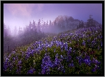 Stratowulkan Mount Rainier, Góry, Park Narodowy Mount Rainier, Łąka, Łubin, Drzewa, Mgła, Stan Waszyngton, Stany Zjednoczone