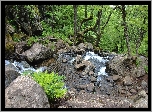 Las, Strumień,  Kamienie
