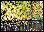 Strumyk, Odbicie, Żółte, Liście, Jesień