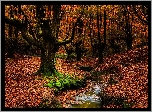 Hiszpania, Kraj Basków, Park Narodowy Gorbea, Jesień, Las, Drzewa, Strumyk