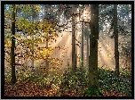 Las, Jesień, Przebijające światło, Drzewa, Rośliny