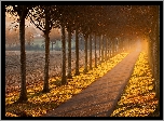 Jesień, Droga, Szpalery, Drzewa, Pole, Mgła, Poranek, Przebijające światło