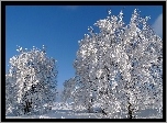 Drzewa, Szadź, Śnieg