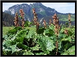 Kwitnący, Szczaw, Alpejski
