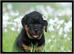 Szczeniak, Rottweiler, Łąka, Kwiaty