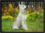 Husky, Szczeniak, Ogród