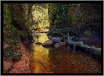 Szkocja, Wąwóz Finnich Glen, Skały, Rzeka Carnock Burn, Uschnięty, Pień