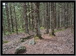 Drzewa, Szlak, Kamienie