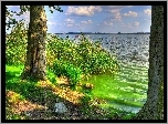 Jezioro, Szuwary, Drzewa