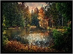 Szwajcaria, Kanton Jura, Jezioro Étang de la Gruère, Las, Jesień, Drzewa