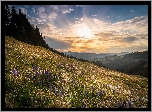 Rezerwat Biosfery Entlebuch, Okręg Lucerna, Szwajcaria, Wzgórza, Krokusy, Łąka, Drzewa, Wschód słońca